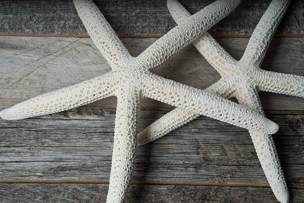 Starfish 2 Pack Large White Finger Star Fish 4"-5" for Crafts and Decor